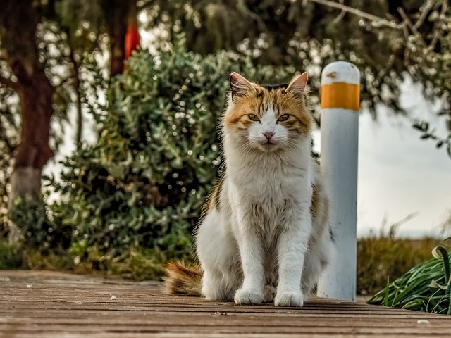 In-Home Pet Care Solutions: A Guide to Boarding and Walking Services