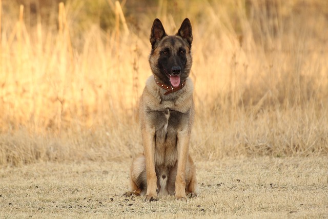 Pet Care Pros: Mastering Sit, Walk, and Love for Happy Pets