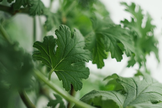 Find Integrative Medicine In Akron