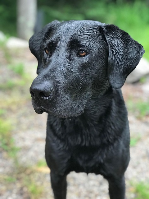 find-lab-work-in-grand-rapids-kentwood-m-640x480-68914365.jpeg