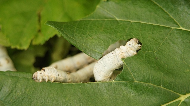 Find Semaglutide In Akron