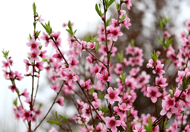Find Semaglutide In Ann Arbor