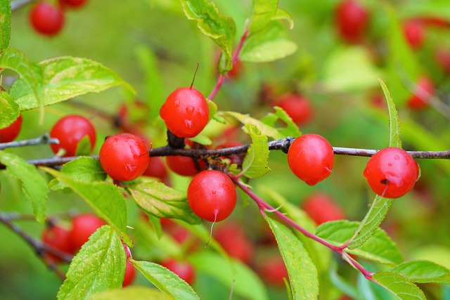 Find Semaglutide: Your Guide to Availability in Ann Arbor