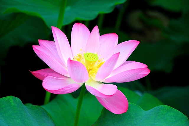 Find Semaglutide In Evansville-henderson Ky-in