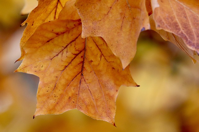Find Semaglutide In South Bend-mishawaka In-mi