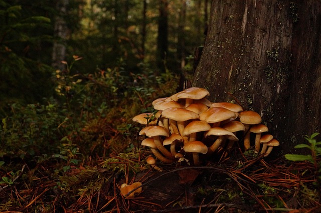 find-tirzepatide-in-lansing-east-lansing-640x480-13273928.jpeg