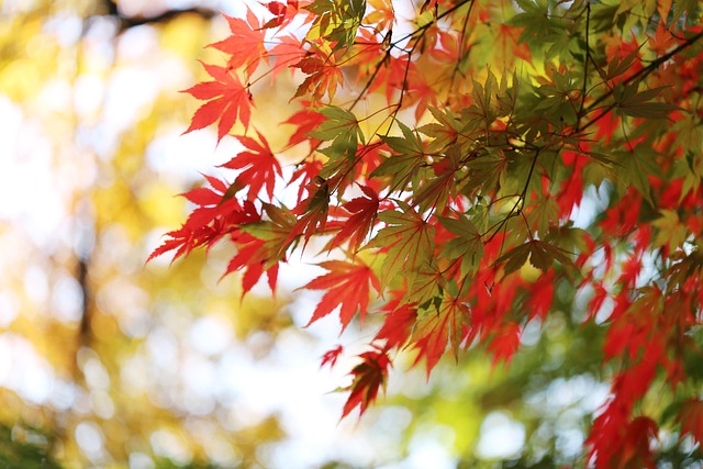 Find Integrative Medicine In South Bend-mishawaka In-mi