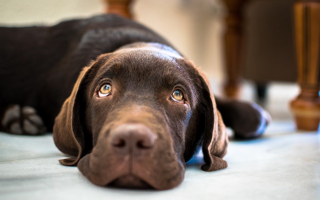 Find Lab Work In Evansville-henderson Ky-in