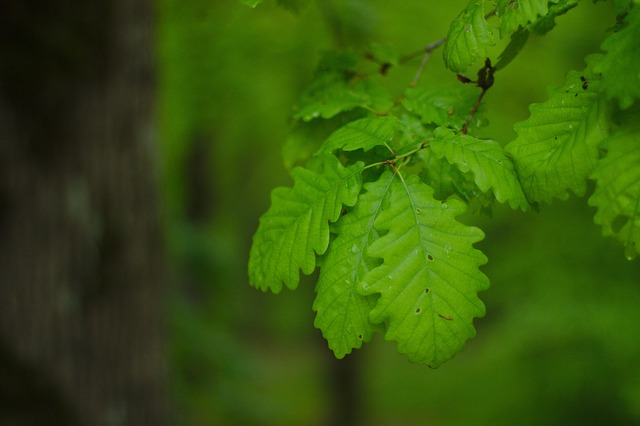 Find Semaglutide In Ann Arbor
