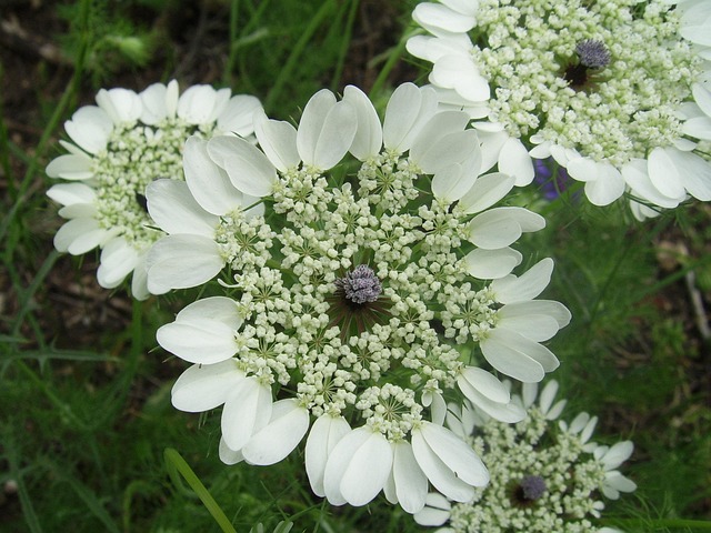 find-semaglutide-in-ann-arbor-640x480-54410299.jpeg