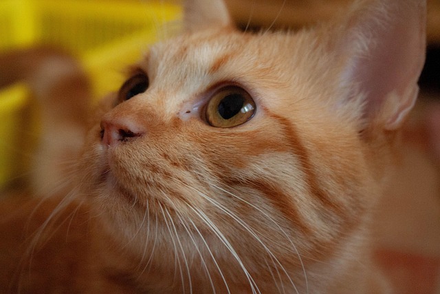 Find Glp 1 In Columbus