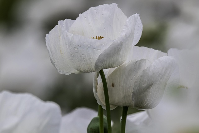 Find Integrative Medicine In Toledo