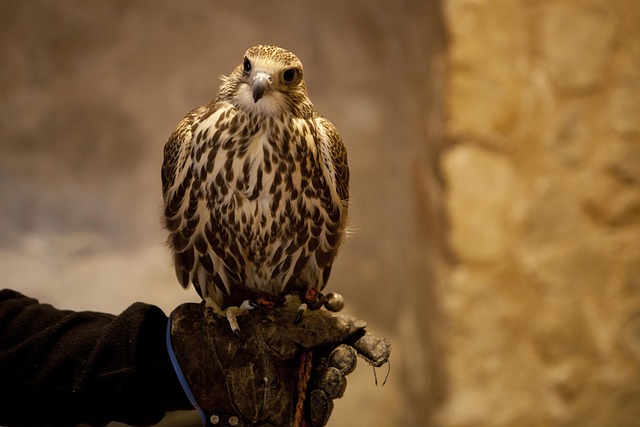 Find Wegovy In Toledo