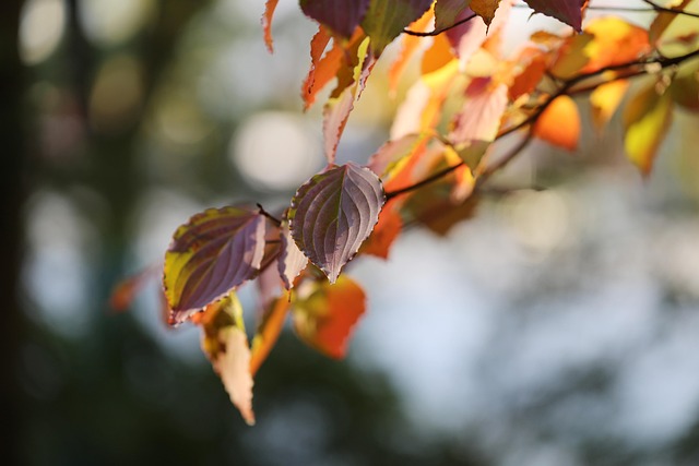 Find Integrative Medicine In South Bend-mishawaka In-mi