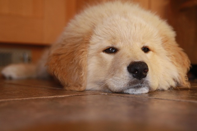 Find Lab Work In Detroit-livonia-dearborn