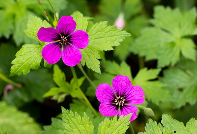 Find Semaglutide In Ann Arbor