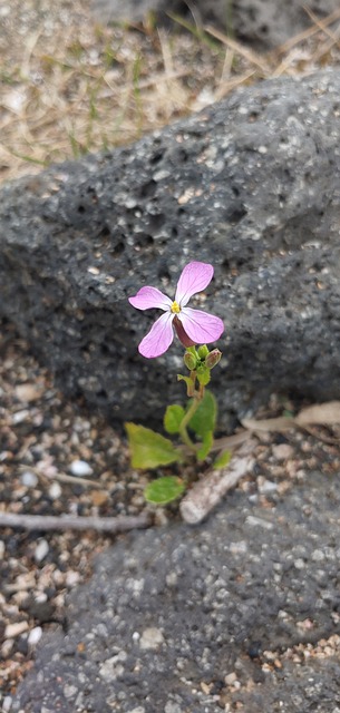 Find Mounjaro In South Bend-mishawaka In-mi