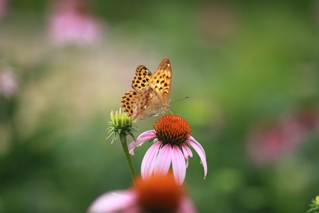 Find Tirzepatide In Indianapolis-carmel-anderson