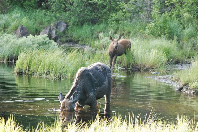 Find Wegovy In Bloomington-bedford