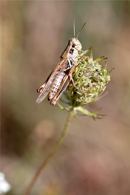 Find Zepbound In Ann Arbor