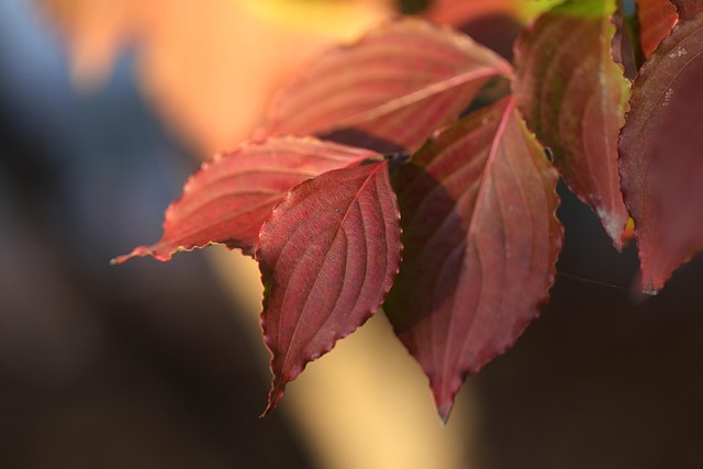 Find Integrative Medicine In South Bend-mishawaka In-mi