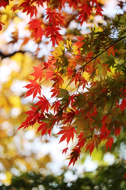 Find Integrative Medicine In South Bend-mishawaka In-mi