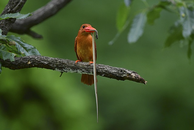 Find Mounjaro In Fort Wayne-huntington-auburn