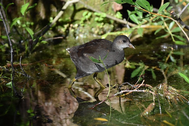 Find Ozempic In Gary-lake Station