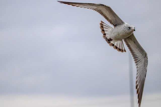 Find Tirzepatide In Dayton