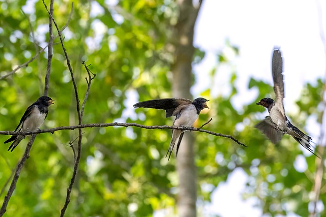 Find Tirzepatide In Toledo